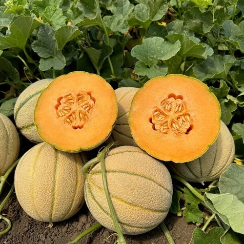 Tullio  F.1.   100 szem