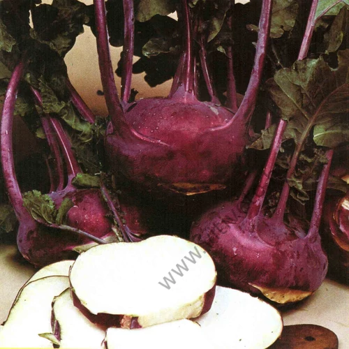 Szentesi tartós kék     5 gr