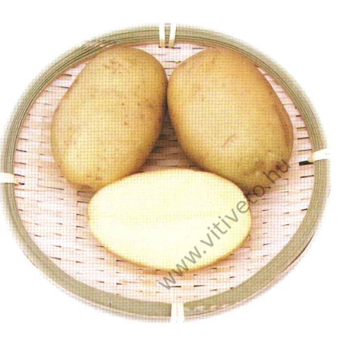 White Lady    50 szem