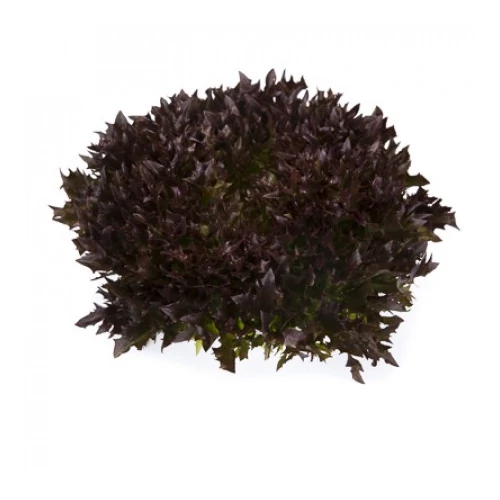 Salanova® XEM RZ    1,000 szem   pill.