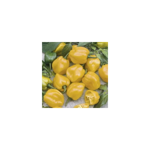 Habanero Lemon   100 szem