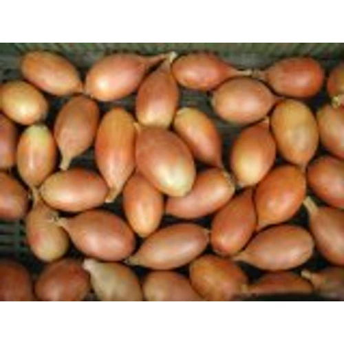 Elista   100 gr