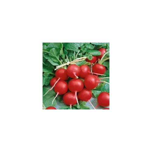 Primara  F.1.   50 gr