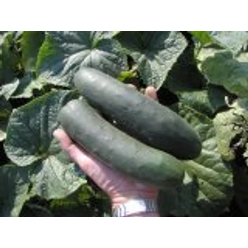 Cheer  F.1.    500 szem