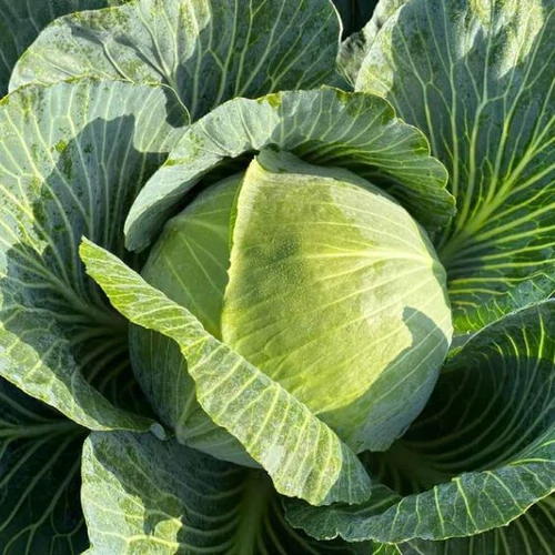 Kilafox  F.1.  2,500 szem