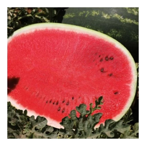 Barello  F.1.   1,000 szem