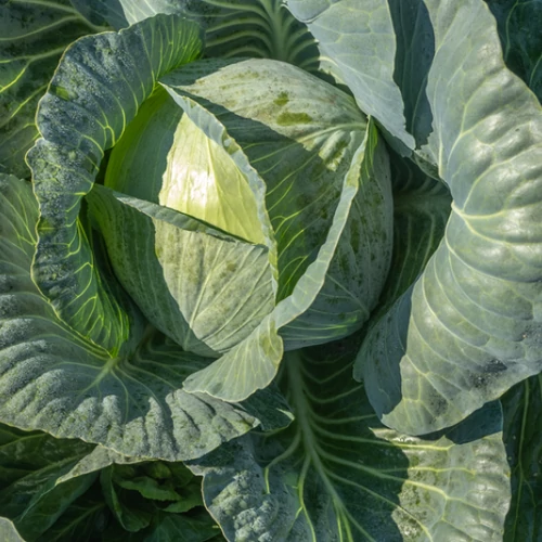 Orator  F.1.   2,500 szem