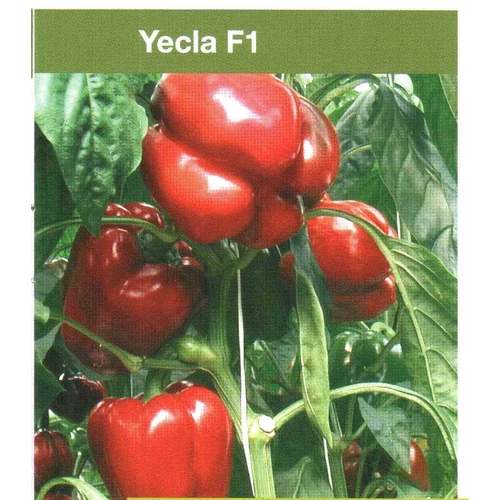 Yecla  F.1.   500 szem