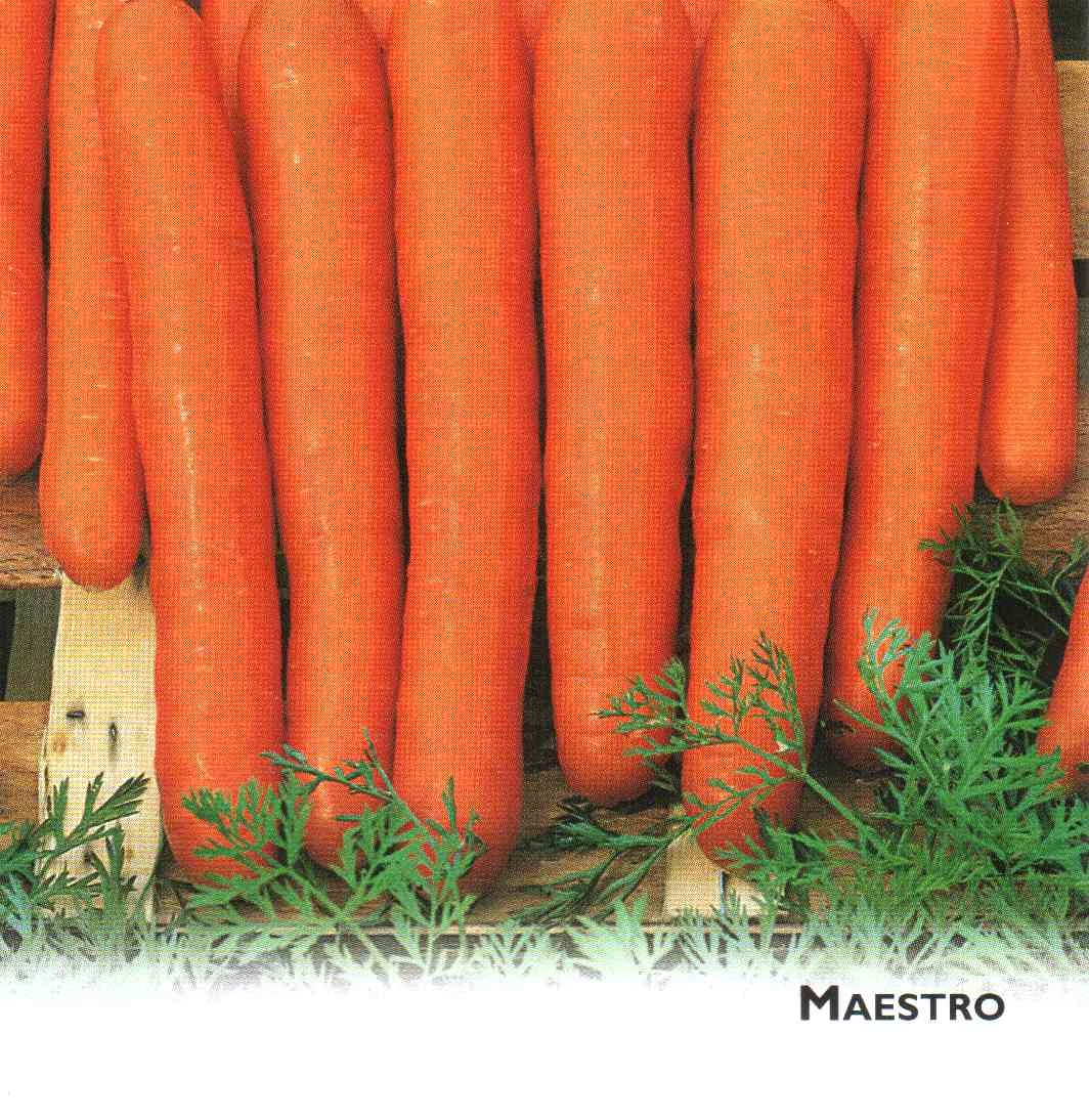 Maestro F.1.  100,000 szem  Vilseed   1,8 - 2,0 mm