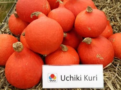 Uchiki Kuri  F.1.   1,000 szem