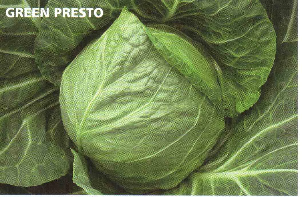 GREEN PRESTO F.1   2.500 szem