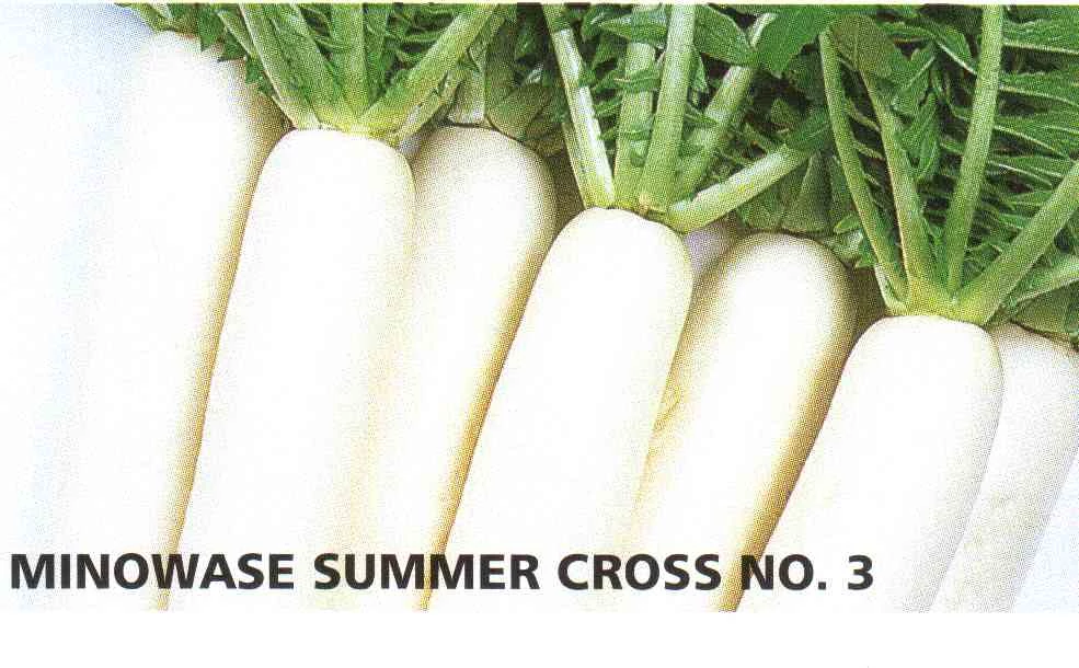 Minowase Summer Cross F.1   10,000 szem  prec.