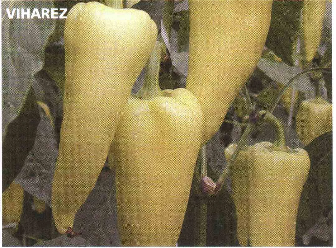 VIHAREZ F.1   500 szem