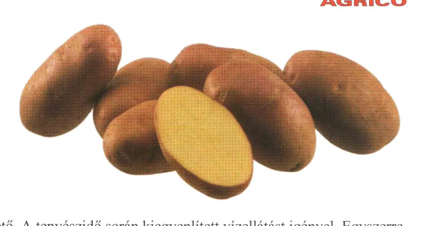 Amorosa  50 szem