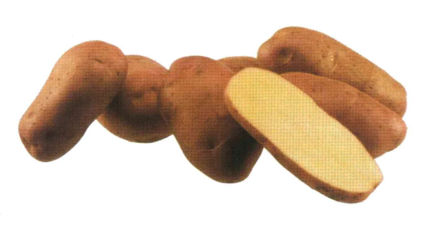 Kondor  35-55 mm  25 kg  