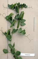 Prémium    1 kg