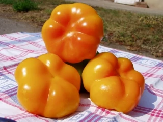 Szentesi sárga paradicsompaprika   50  gr