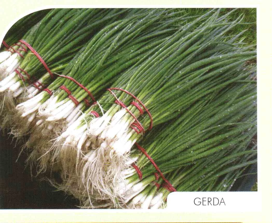 Gerda   50 gr