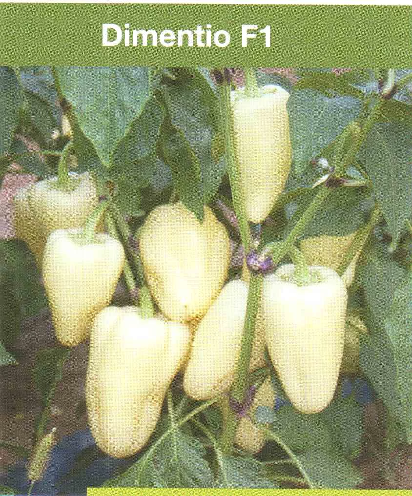 Dimentio  F.1.   500 szem