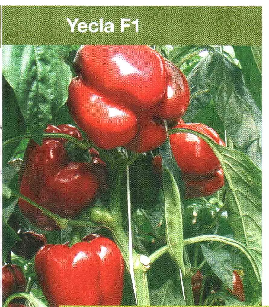 Yecla  F.1.   500 szem